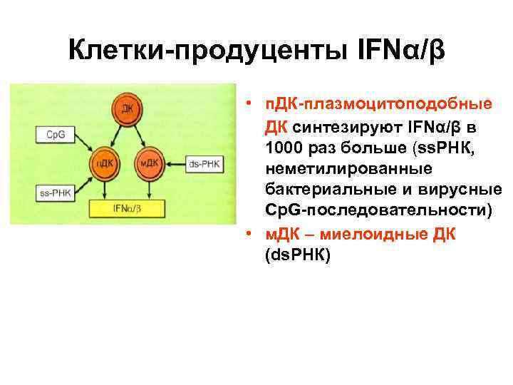 Клетки-продуценты IFNα/β • п. ДК-плазмоцитоподобные ДК синтезируют IFNα/β в 1000 раз больше (ss. РНК,