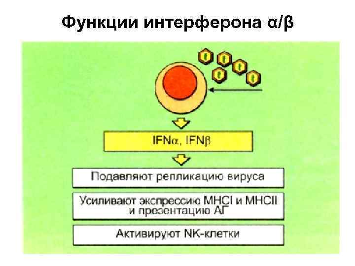Функции интерферона α/β 