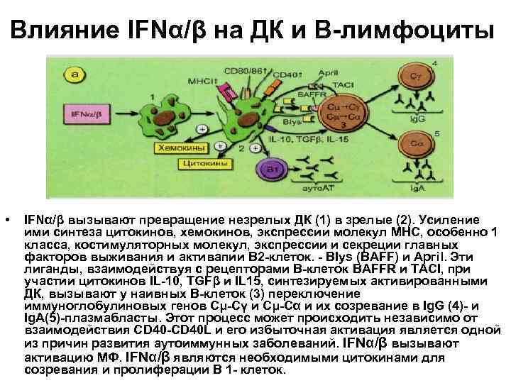 Влияние IFNα/β на ДК и В-лимфоциты • IFNα/β вызывают превращение незрелых ДК (1) в