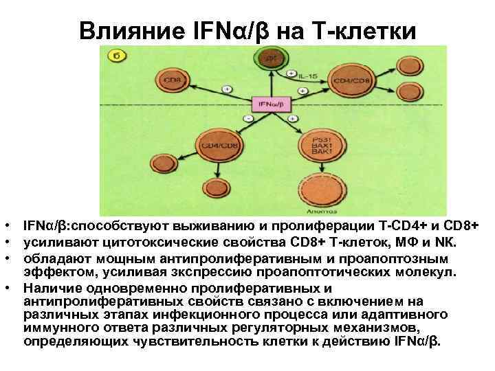 Влияние IFNα/β на Т-клетки • IFNα/β: способствуют выживанию и пролиферации Т-СD 4+ и СD