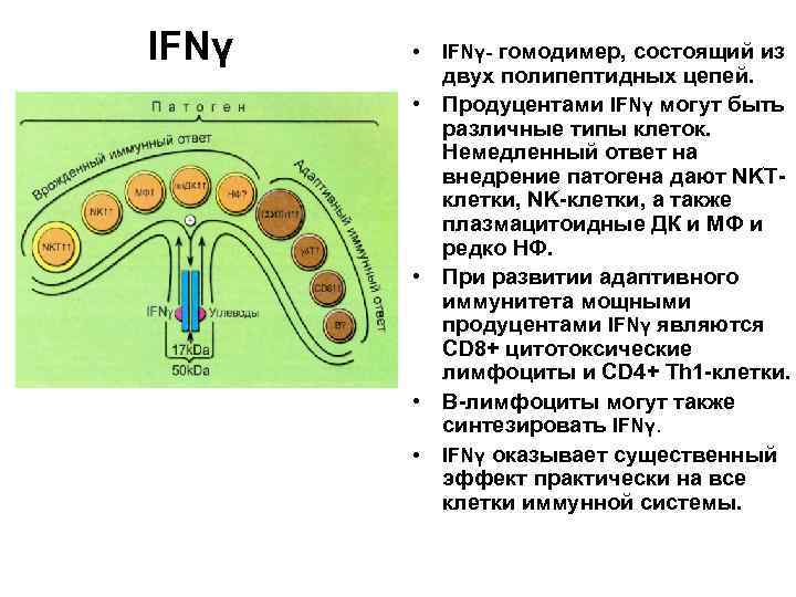 IFNγ • IFNγ- гомодимер, состоящий из двух полипептидных цепей. • Продуцентами IFNγ могут быть