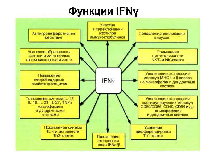 Функции IFNγ 