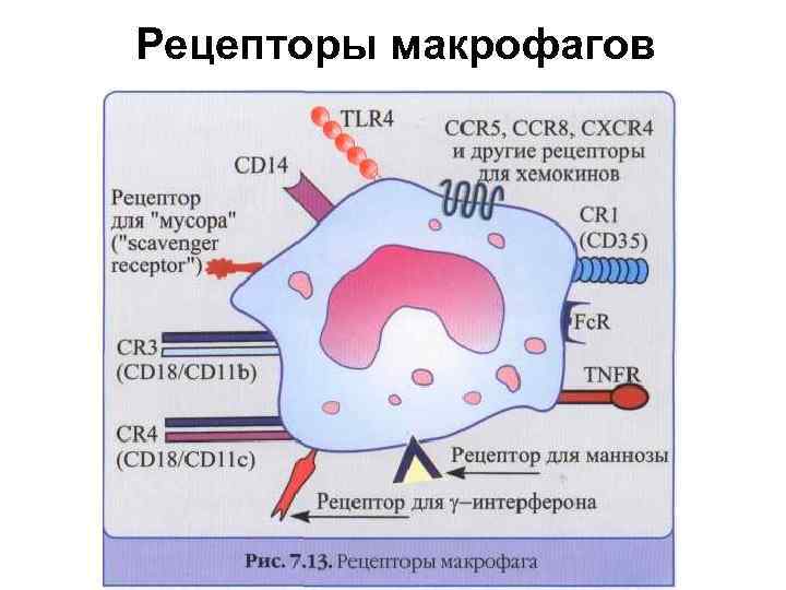 Рецепторы макрофагов 