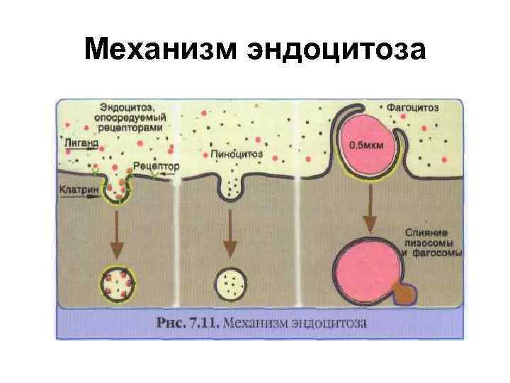 Механизм эндоцитоза 