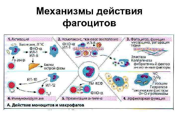 Макрофаги антитела. Схема иммунного фагоцитоза. Механизм фагоцитоза иммунология. Механизмы фагоцитоза при воспалении. Схема механизма образования иммунитета клеточный фагоцитоз.