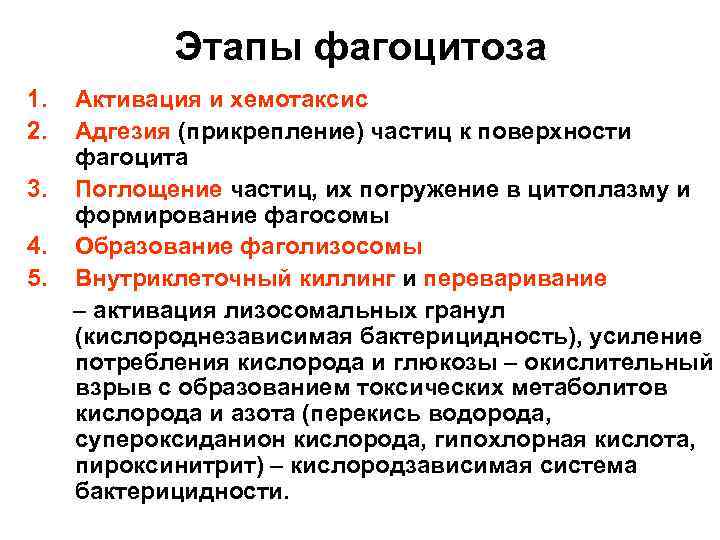 Этапы фагоцитоза 1. 2. 3. 4. 5. Активация и хемотаксис Адгезия (прикрепление) частиц к