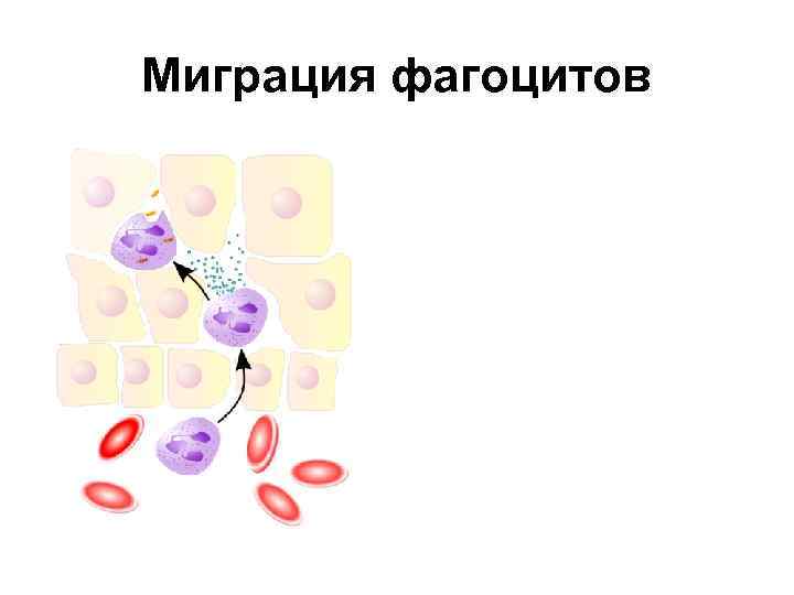 Миграция фагоцитов 