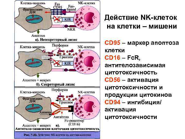 Натуральные клетки. Механизмы цитотоксичности NK клеток. Механизмы цитотоксичности нормальных киллеров. Механизм цитотоксического действия NK-клеток. NK клетки механизм действия.