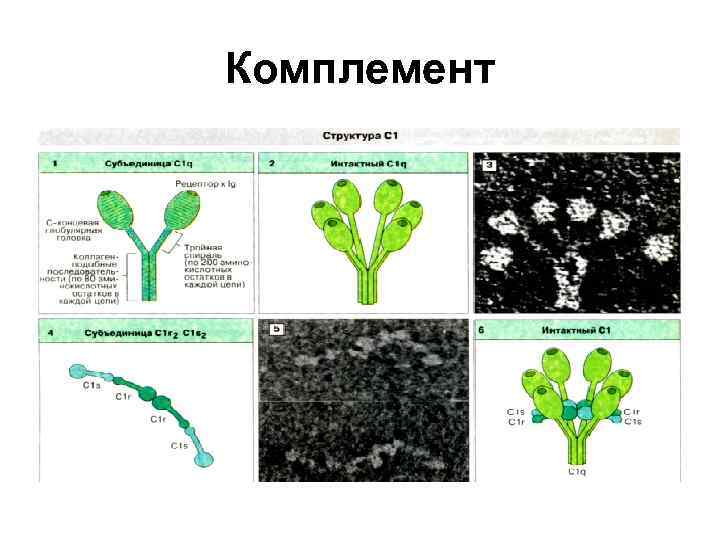 Комплемент 