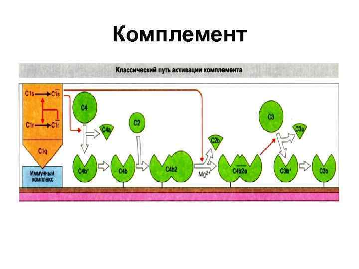 Комплемент иммунитет. Система комплемента иммунология. Комплемент схема. Классический путь активации комплемента. Белки системы комплемента иммунология.