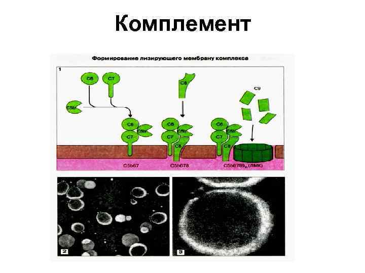 Комплемент 