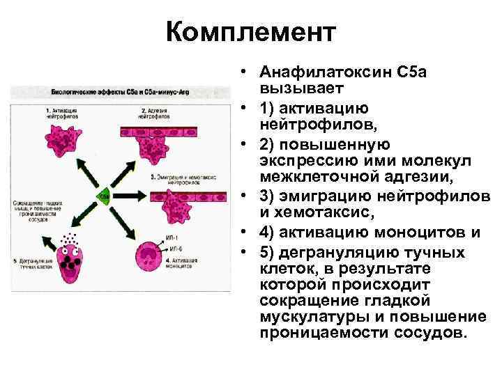 Комплемент сыворотки крови. Ингибиторы системы комплемента иммунология. Система комплемента микробиология. Функции системы комплемента иммунология. Система комплемента и ее функции.