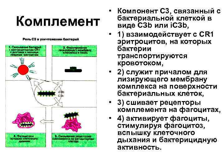 Система комплемента картинки