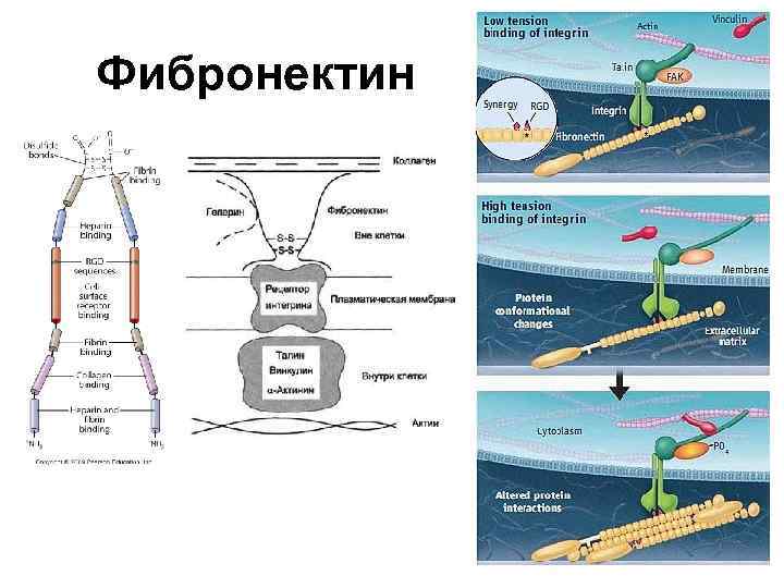 Фибронектин 