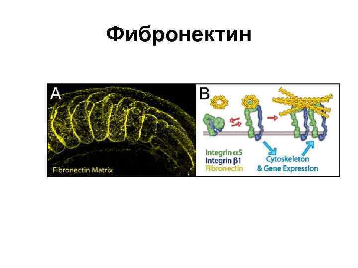 Фибронектин 
