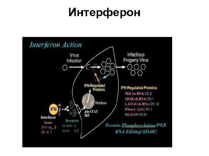 Интерферон 