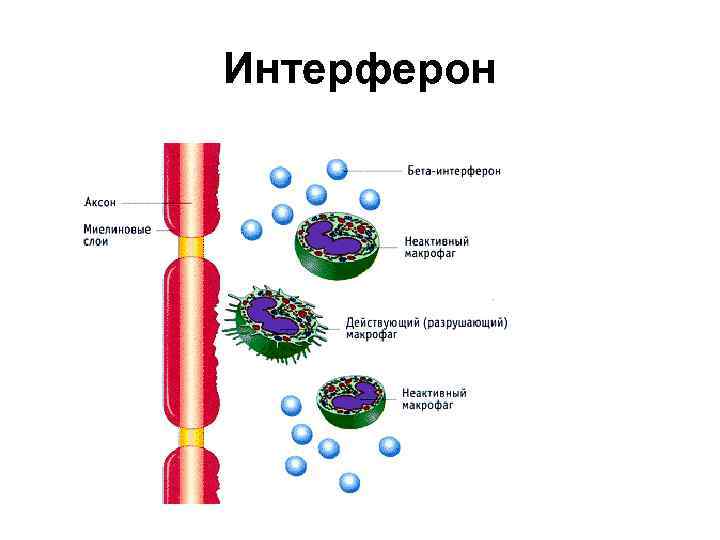 Отличия интерферонов