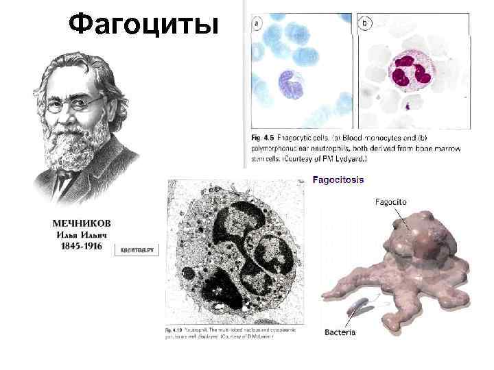 Фагоциты 