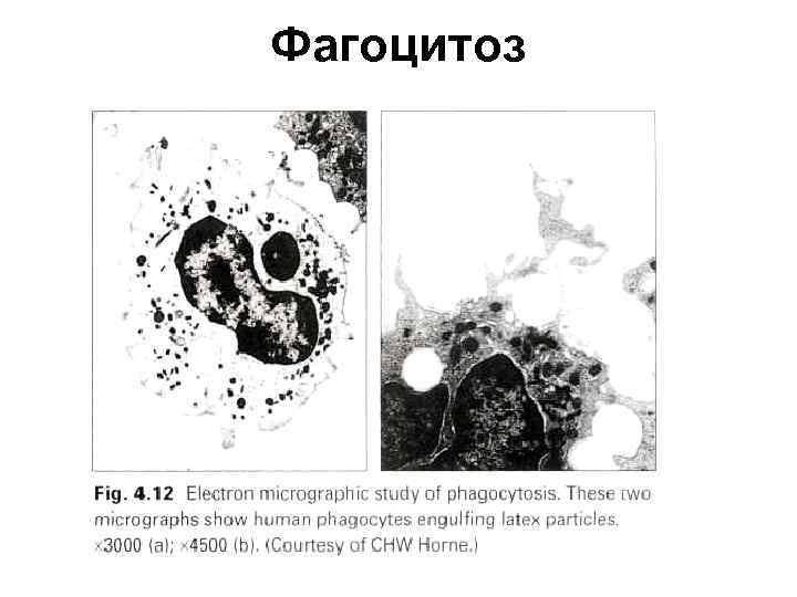 Схема фагоцитоза иммунология