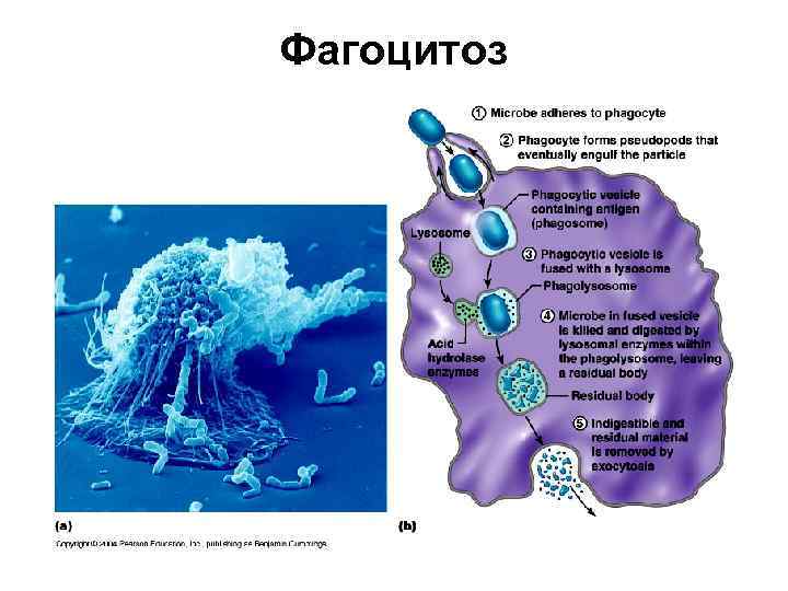 Фагоцитоз 