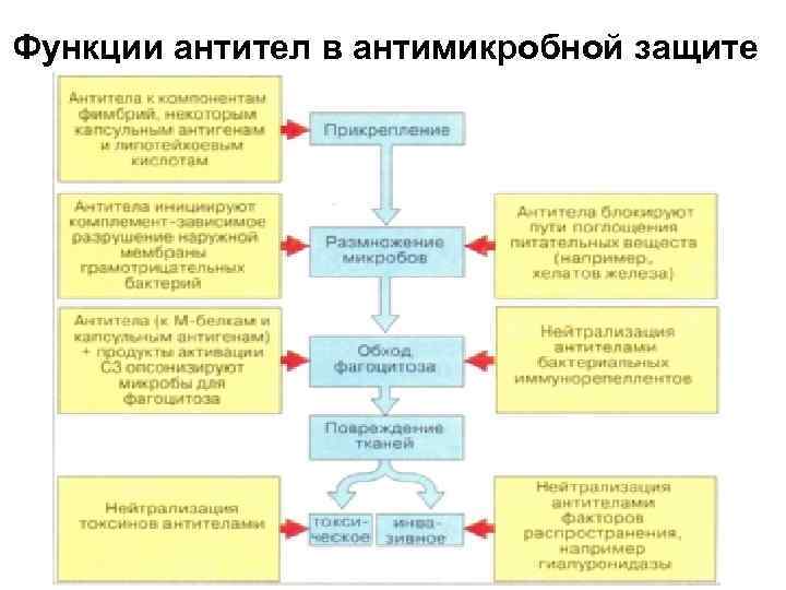Функции антител в антимикробной защите 