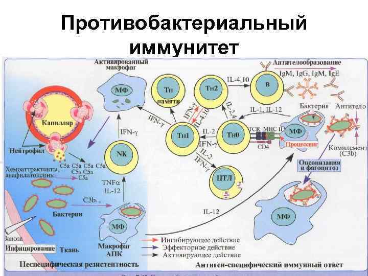 Противобактериальный иммунитет 