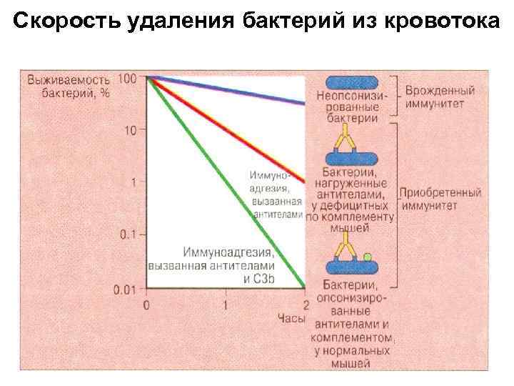 Скорость удаления бактерий из кровотока 