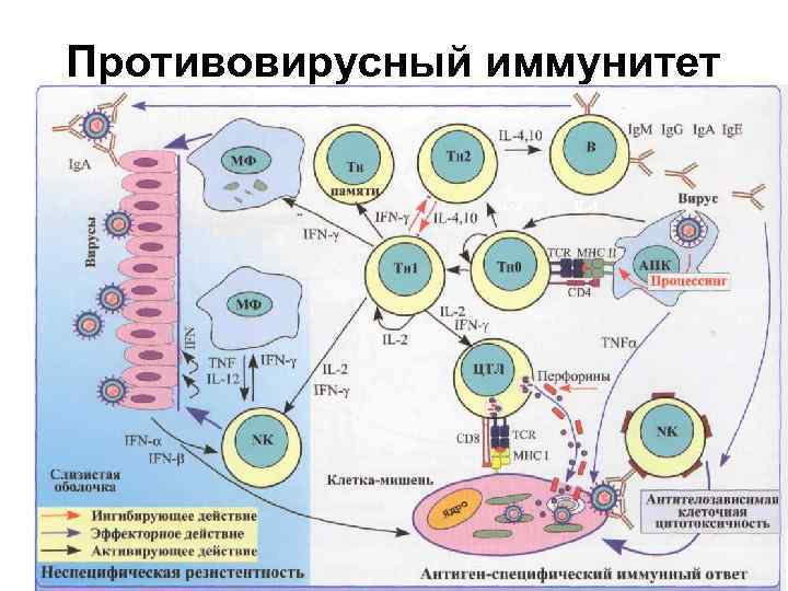 Противовирусный иммунитет 