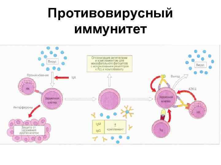 Противовирусный иммунитет 