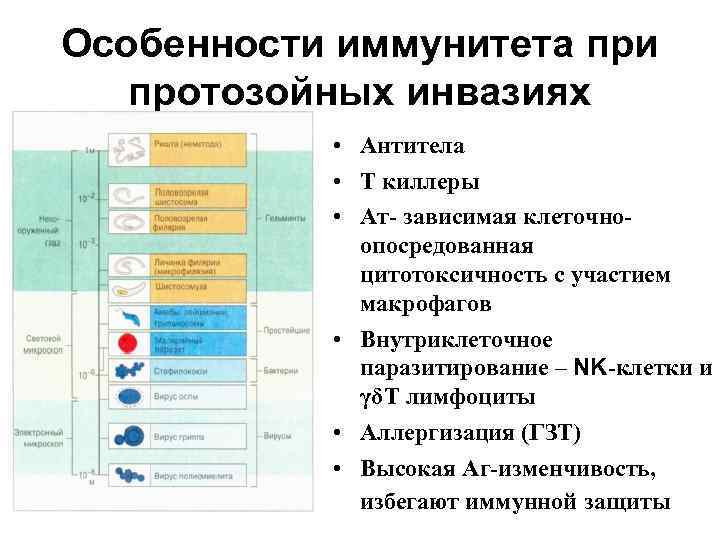 Особенности иммунитета при протозойных инвазиях • Антитела • Т киллеры • Ат- зависимая клеточноопосредованная