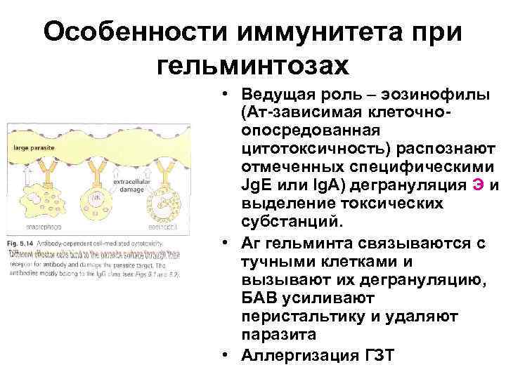 Особенности иммунитета при гельминтозах • Ведущая роль – эозинофилы (Ат-зависимая клеточноопосредованная цитотоксичность) распознают отмеченных