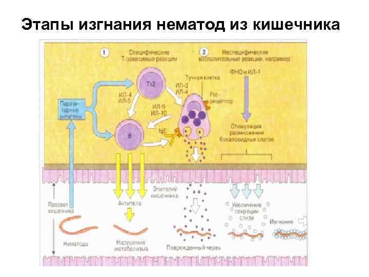 Этапы изгнания нематод из кишечника 