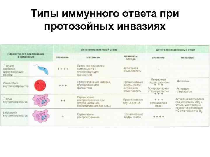 Противопротозойный иммунитет схема