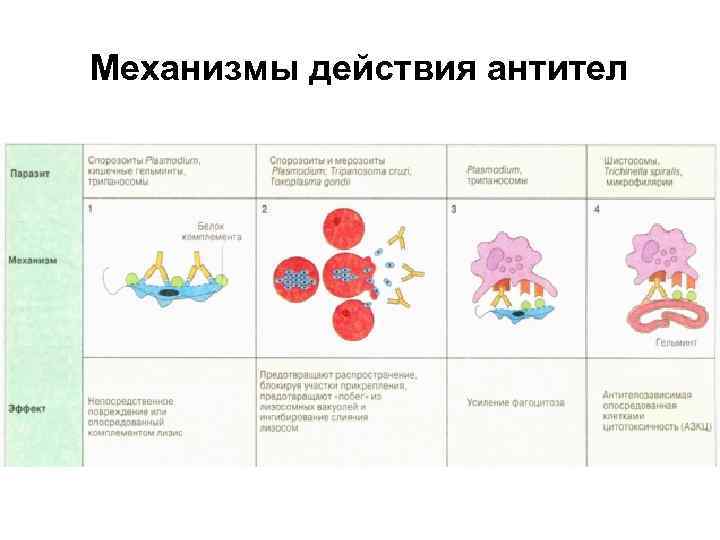 Механизмы действия антител 