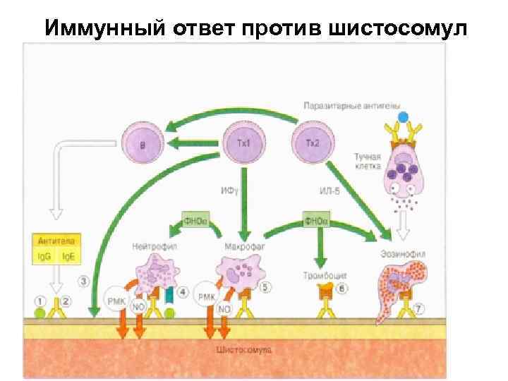 Иммунный ответ против шистосомул 
