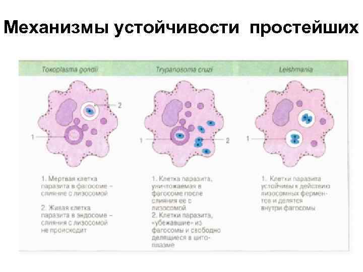 Механизмы устойчивости простейших 