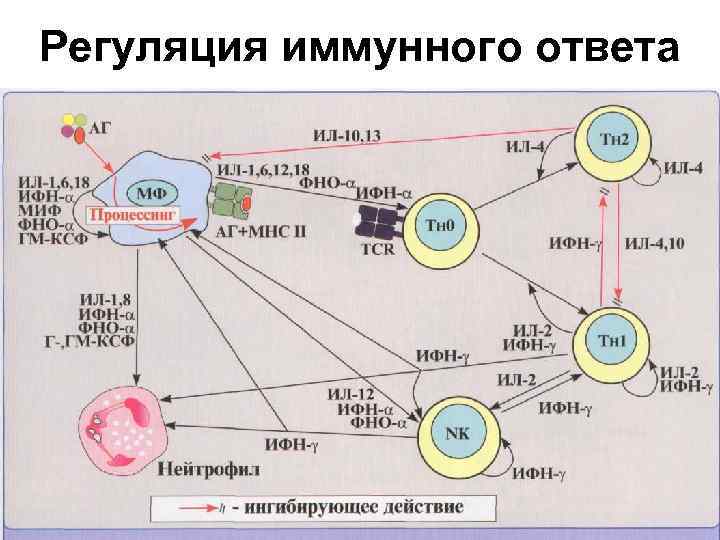Регуляция иммунного ответа 