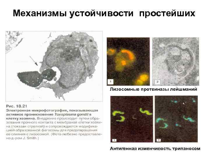 Механизмы устойчивости простейших Лизосомные протеиназы лейшманий Антигенная изменчивость трипаносом 