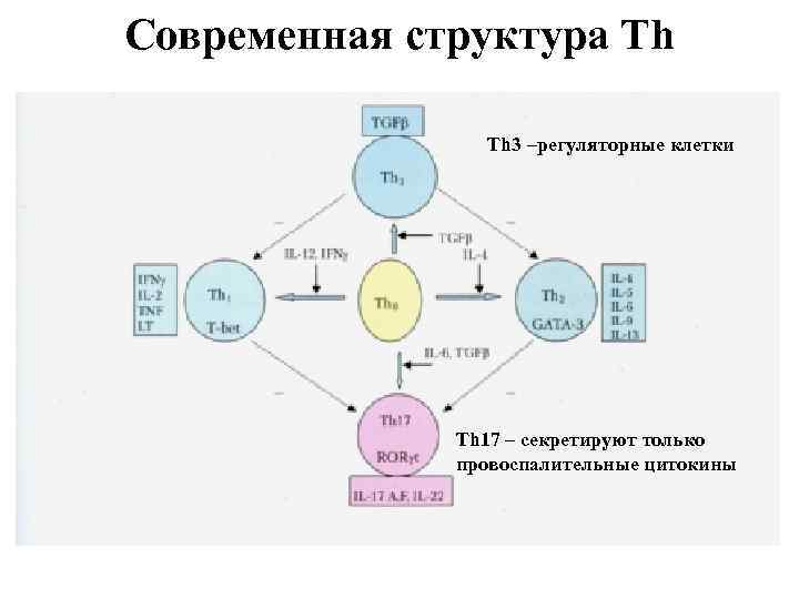 Схема th1 ответа