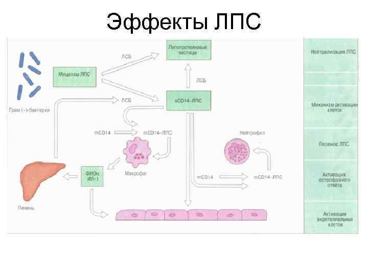 Эффекты ЛПС 