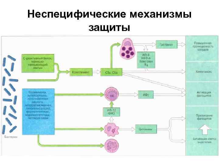 Неспецифические механизмы защиты 