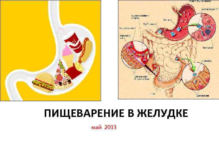 ПИЩЕВАРЕНИЕ В ЖЕЛУДКЕ май 2013 