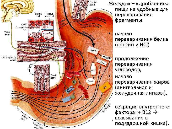 Желудок расщепление