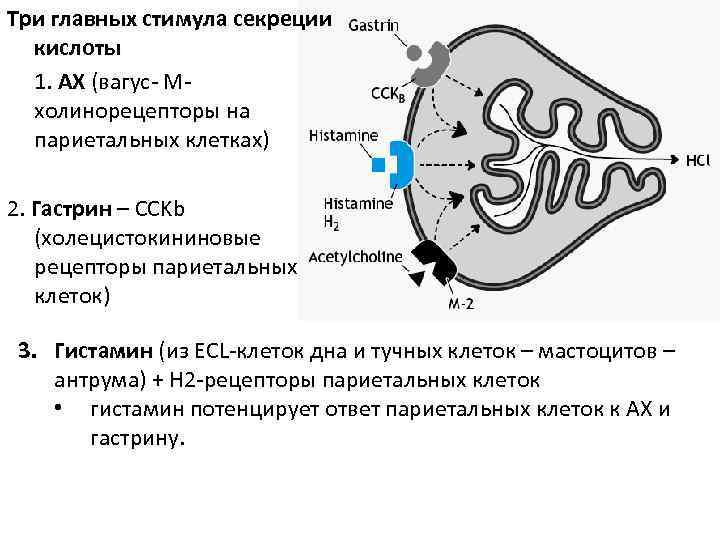 Три главных стимула секреции кислоты 1. АХ (вагус- Мхолинорецепторы на париетальных клетках) 2. Гастрин