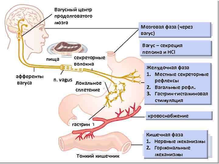 Вагусный центр продолговатого мозга секреторные волокна пища афференты вагуса n. vagus Локальное сплетение Мозговая