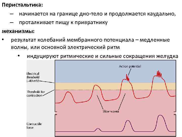 Перистальтика: – начинается на границе дно-тело и продолжается каудально, – проталкивает пищу к привратнику