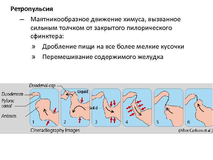Ретропульсия – Маятникообразное движение химуса, вызванное сильным толчком от закрытого пилорического сфинктера: » Дробление