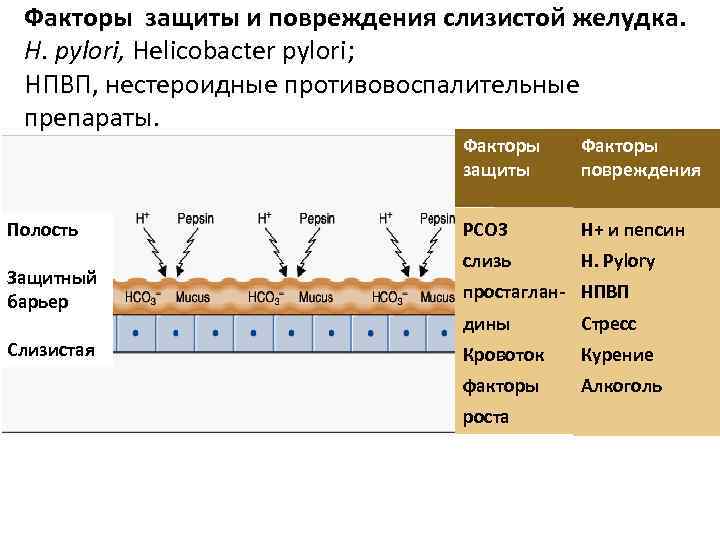 Факторы защиты и повреждения слизистой желудка. H. pylori, Helicobacter pylori; НПВП, нестероидные противовоспалительные препараты.
