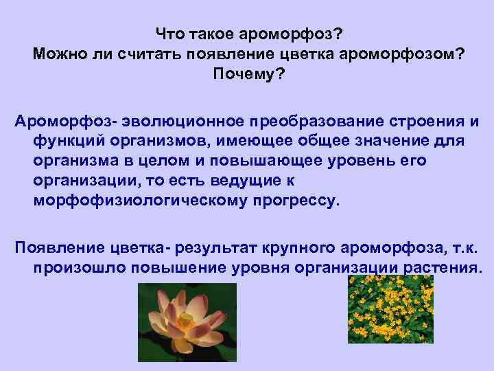 Что такое ароморфоз? Можно ли считать появление цветка ароморфозом? Почему? Ароморфоз- эволюционное преобразование строения