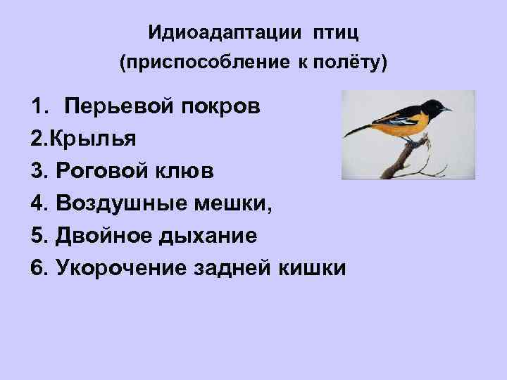 Идиоадаптации птиц (приспособление к полёту) 1. Перьевой покров 2. Крылья 3. Роговой клюв 4.